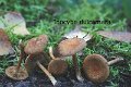 Inocybe dulcamara-amf1028